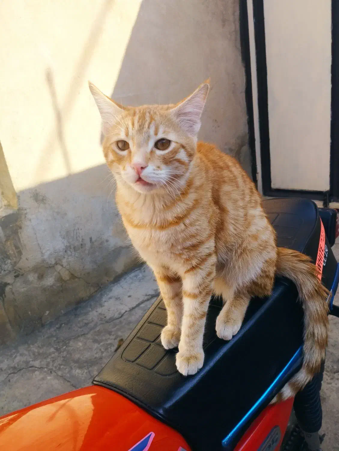 واگذاری|گربه|سقز, |دیوار