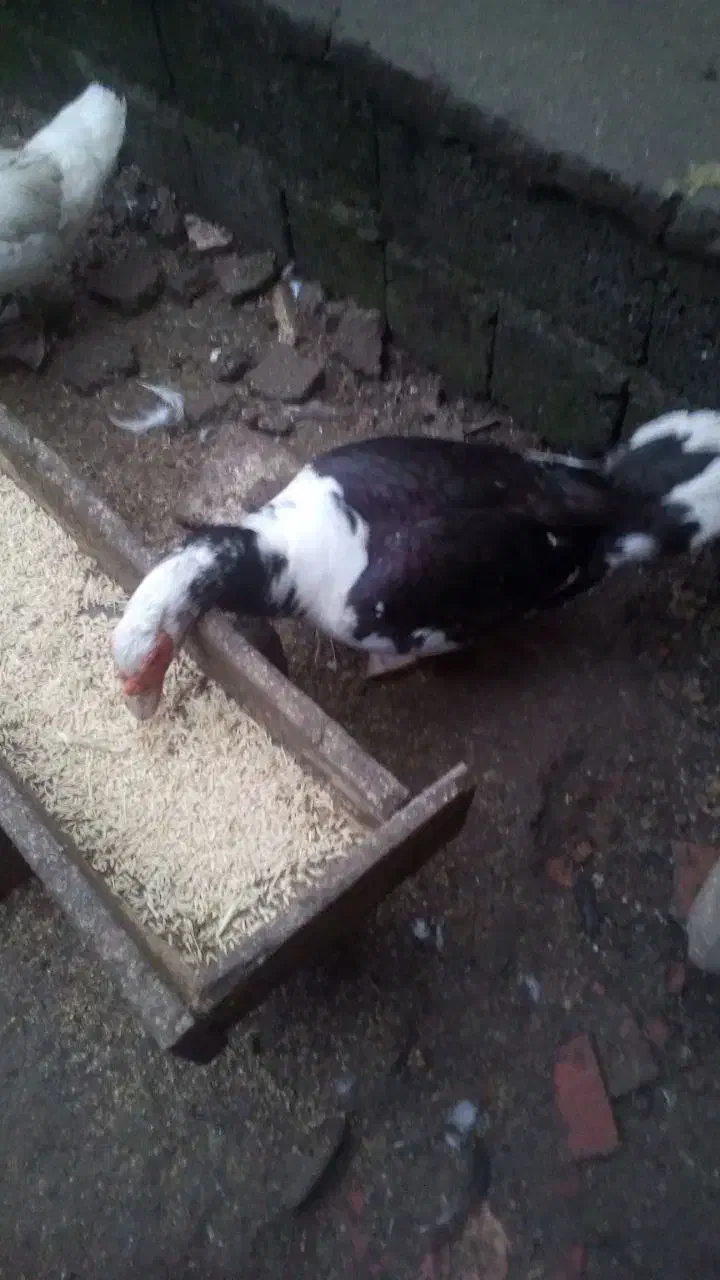 اردک اسرائیلی|حیوانات مزرعه|آستارا, |دیوار