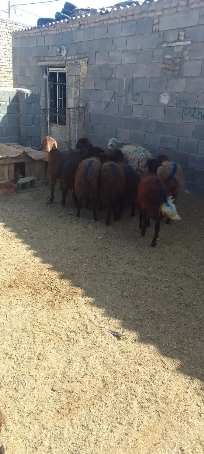 ۷راس بره ماده افشار سبک وزن ۴راس بزغاله نر|حیوانات مزرعه|رضویه, |دیوار