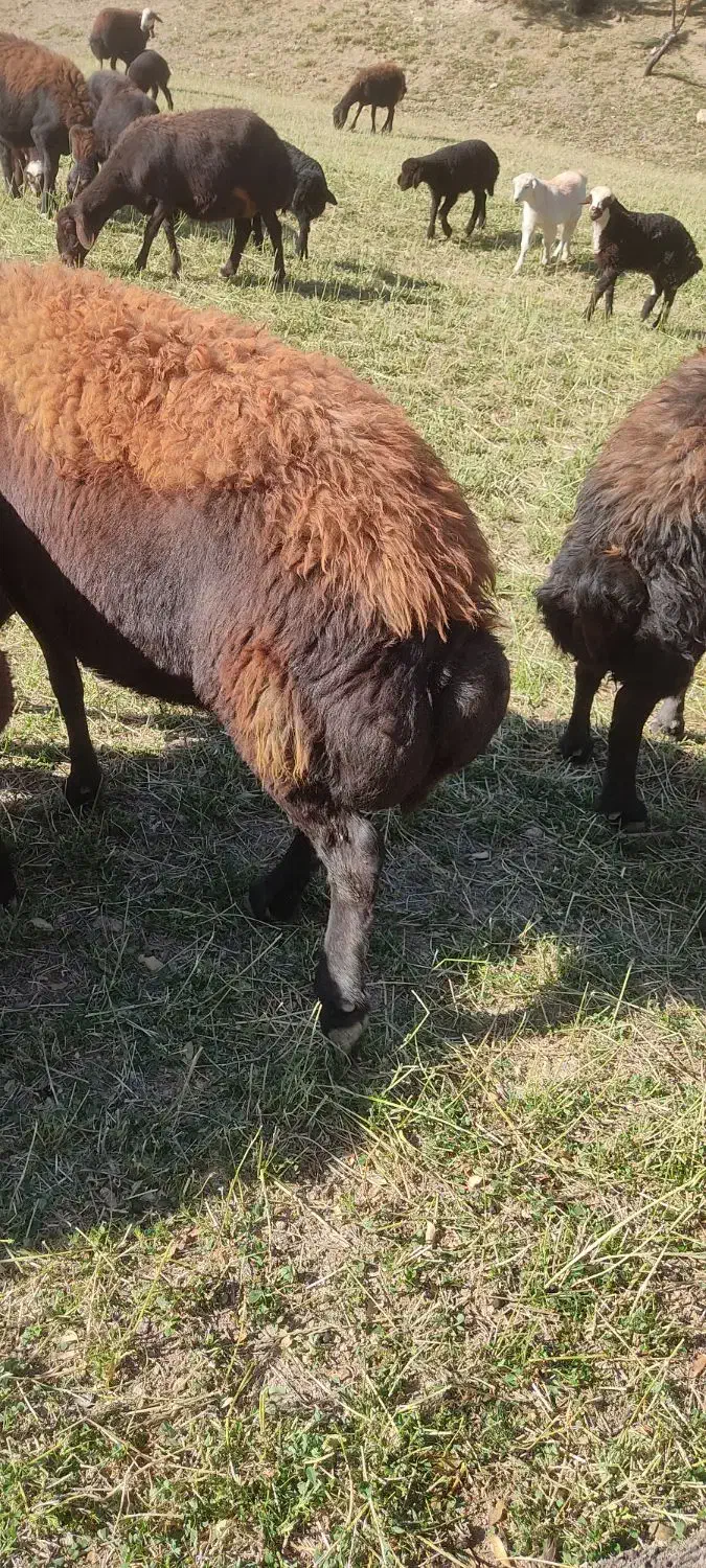 دوراس میش افشاری ابستن|حیوانات مزرعه|چادگان, |دیوار