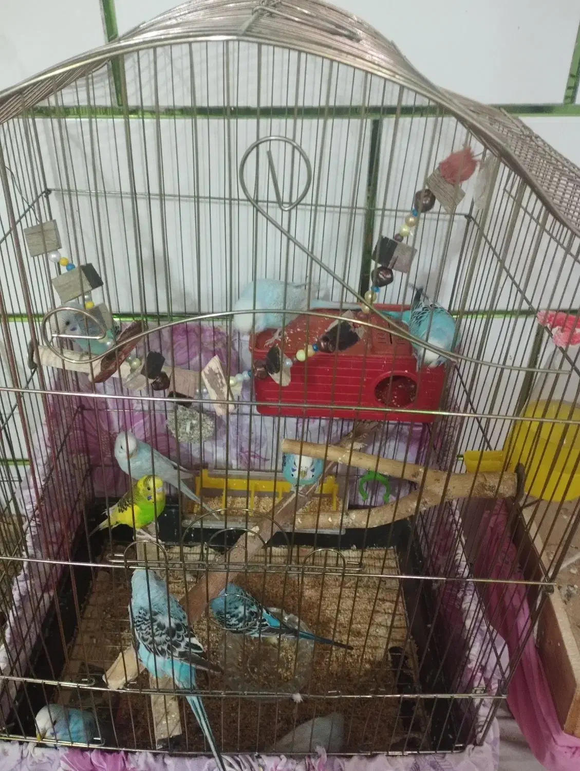 مرغ عشق و عروس هلندی|پرنده|خمینیشهر, |دیوار