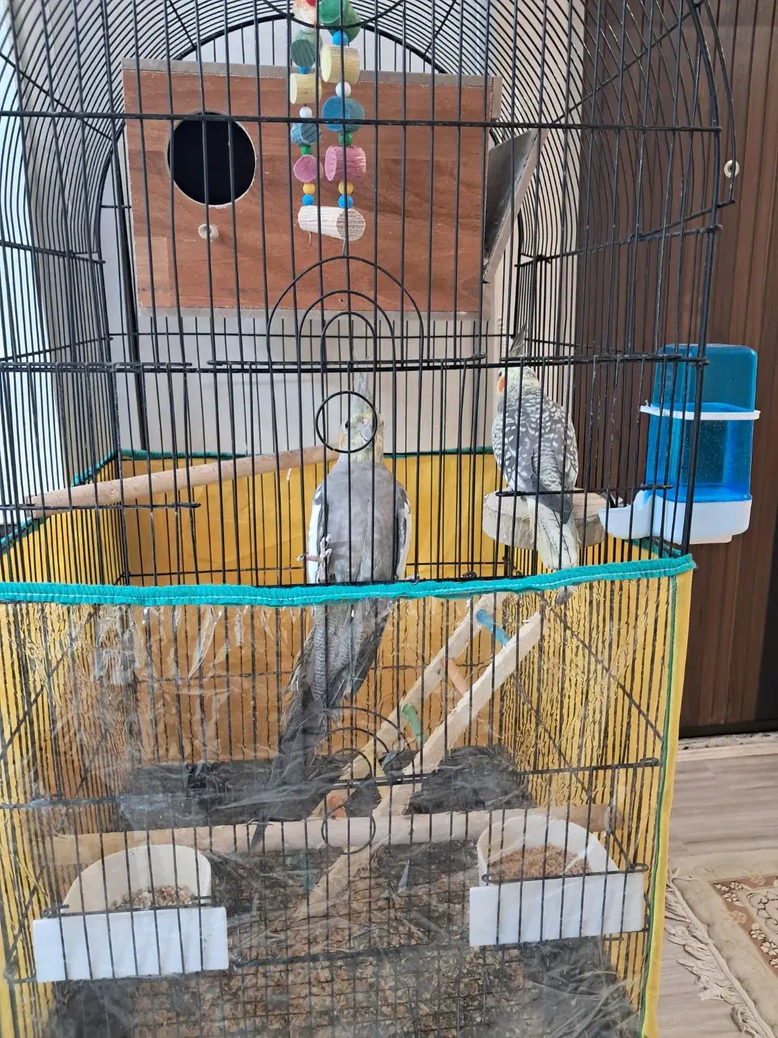 عروس هلندی با قفس و چهاپایه|پرنده|فردوسیه, |دیوار