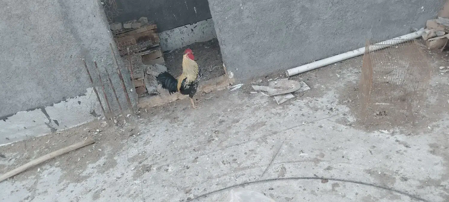 خروس|حیوانات مزرعه|بندر امام خمینی, |دیوار