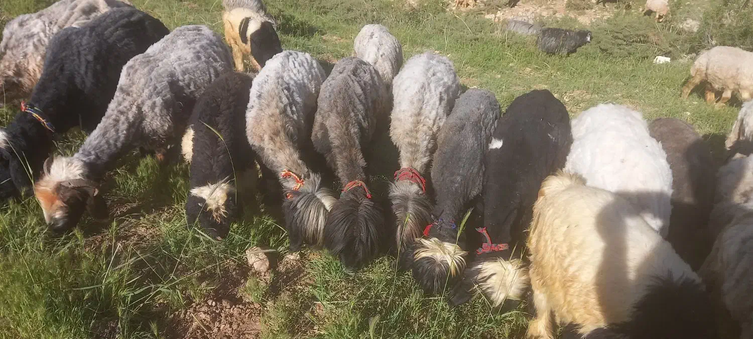 گوسفند|حیوانات مزرعه|کوهرنگ, |دیوار