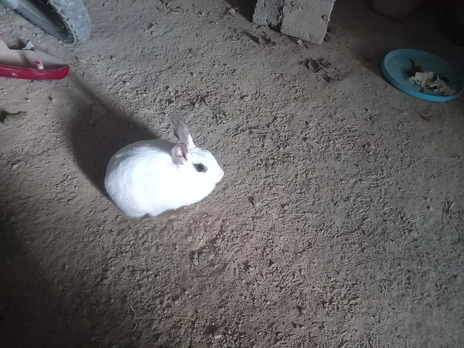 خرگوش|موش و خرگوش|نورآباد, |دیوار