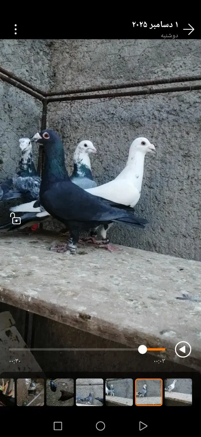 کفتر بوم|پرنده|کاشمر, |دیوار