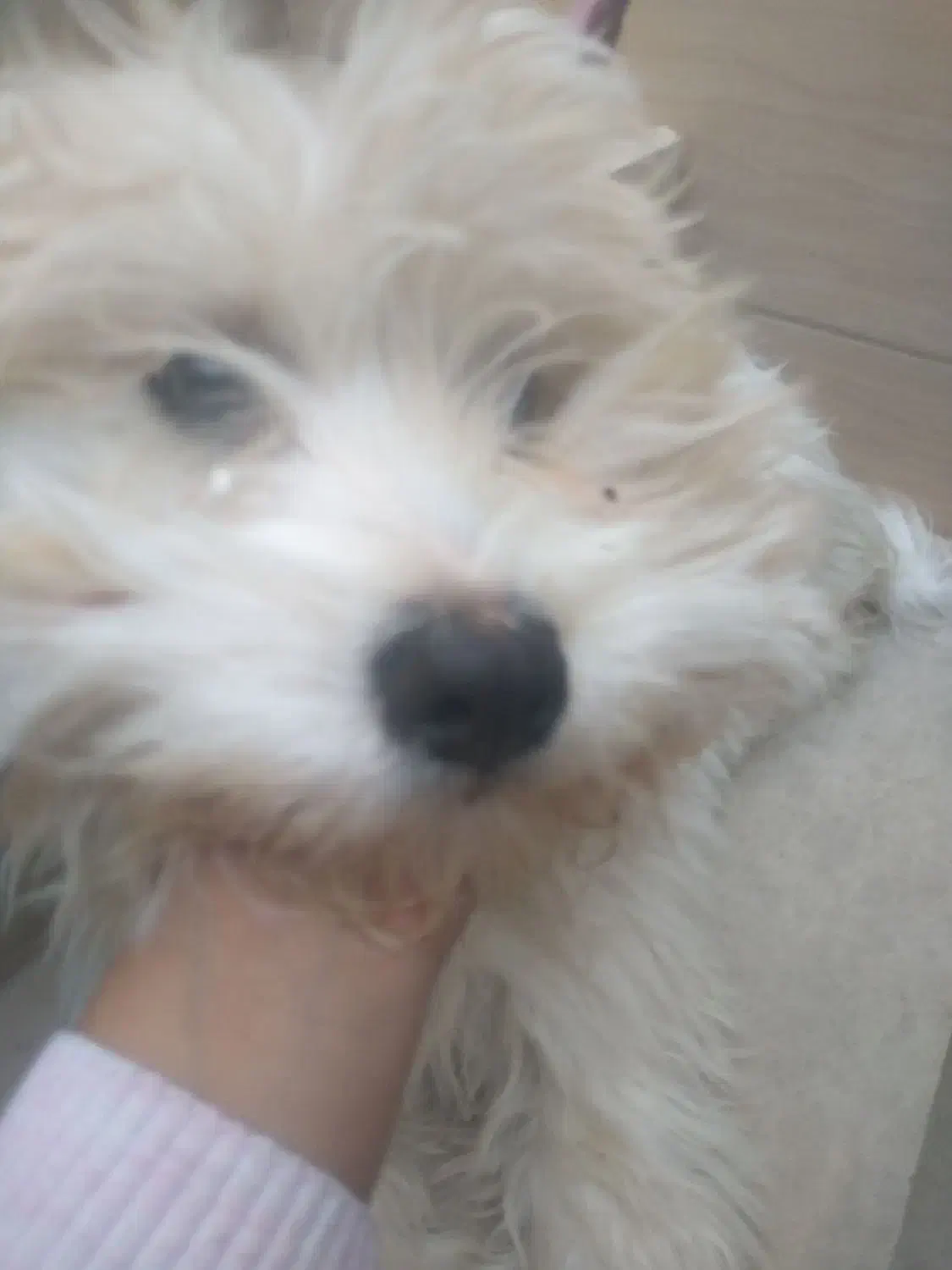 سلام بازیگوش وباهوش|سگ|یزد, |دیوار