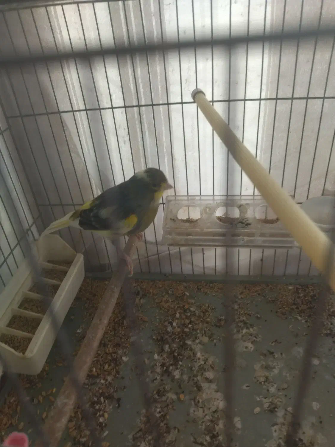 پرنده|پرنده|پاکدشت, پاکدشت (مامازند)|دیوار