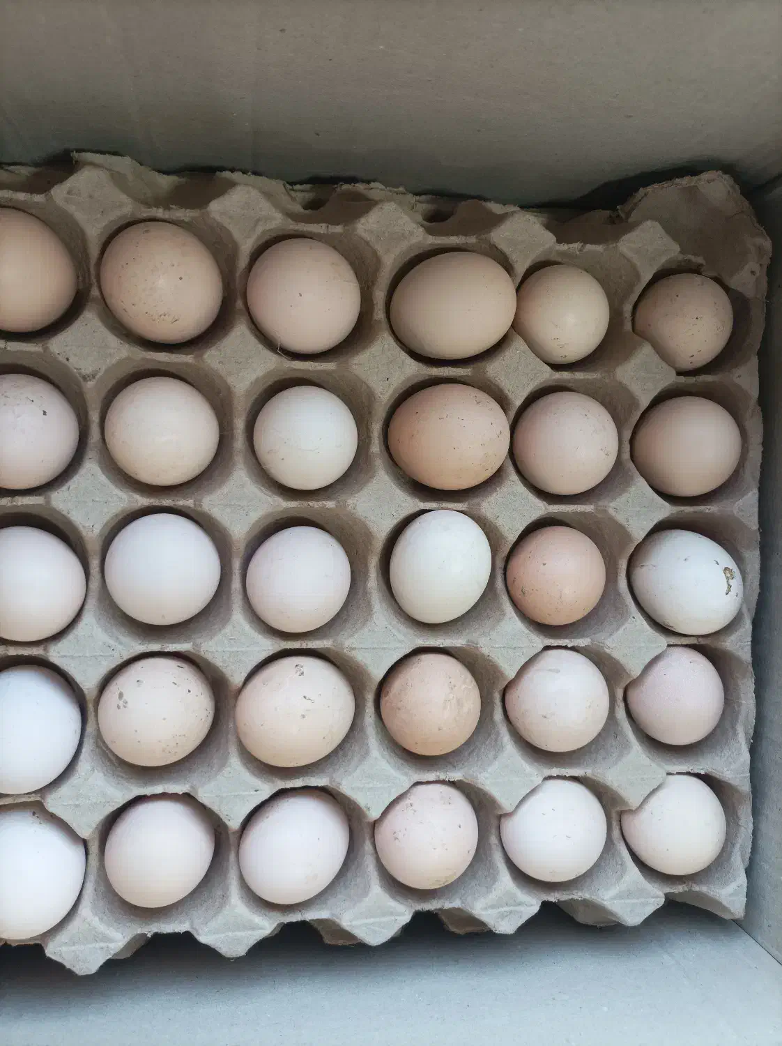 تخم مرغ رسمی|خوردنی و آشامیدنی|سنگر, |دیوار