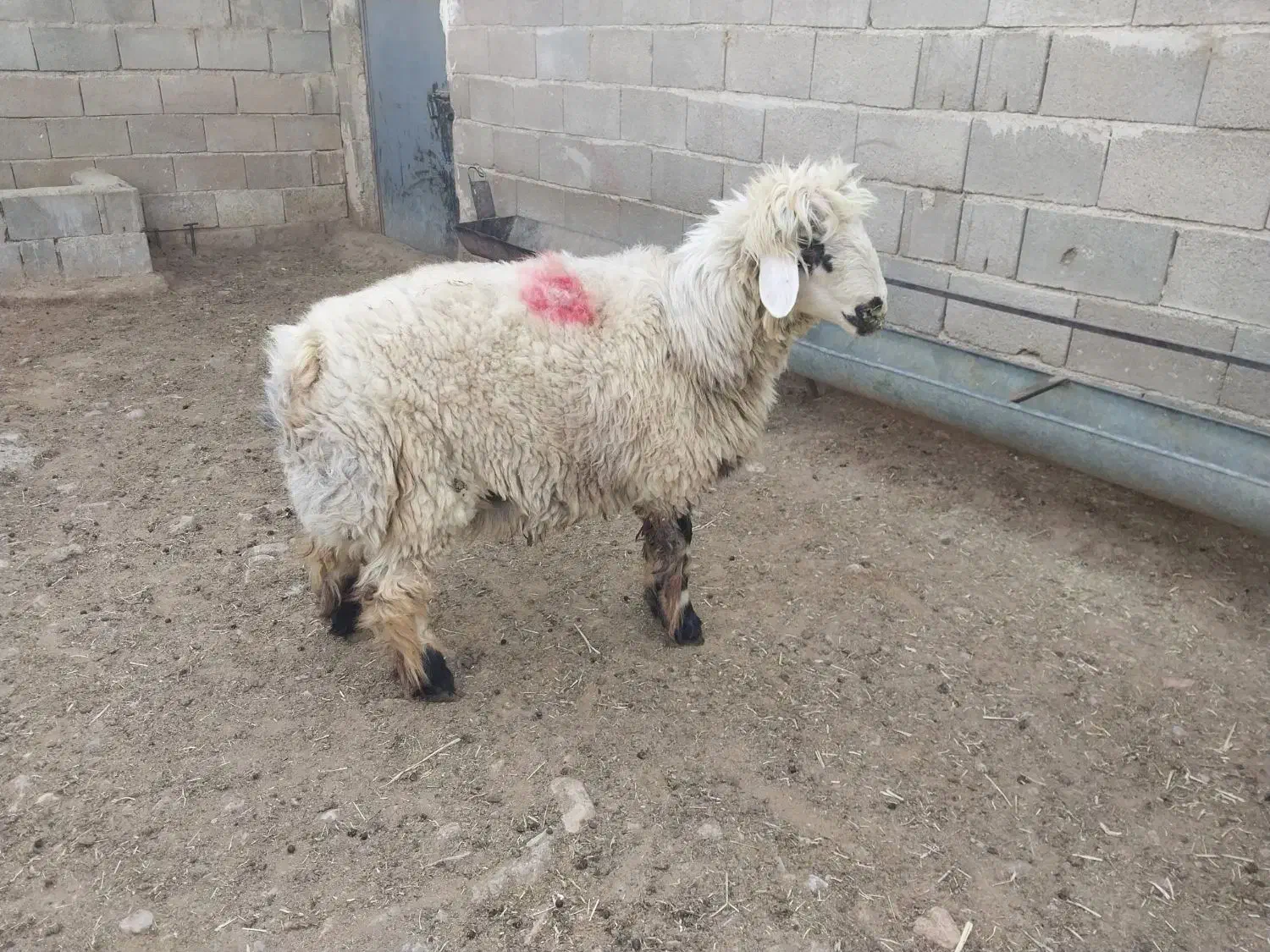 فروشی|حیوانات مزرعه|اقلید, |دیوار