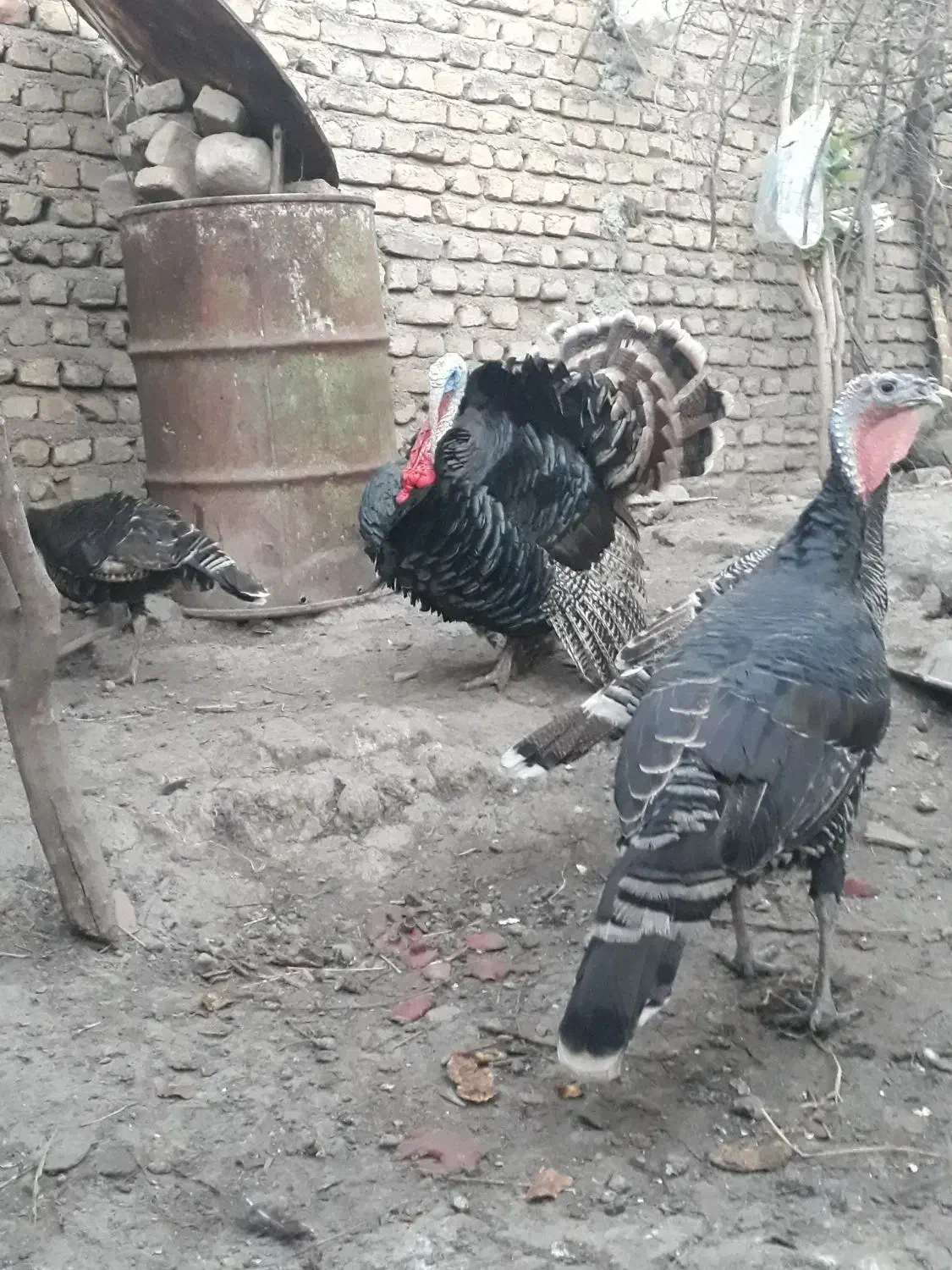 بوقلمون نر و ماده|حیوانات مزرعه|سرخنکلاته, |دیوار