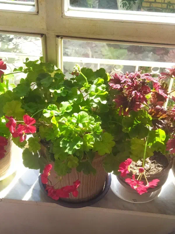 شمعدانی|گل و گیاه طبیعی|مرند, |دیوار