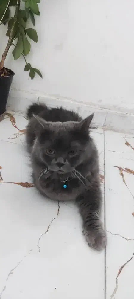 واگذاری گربه بریتیش|گربه|کازرون, |دیوار