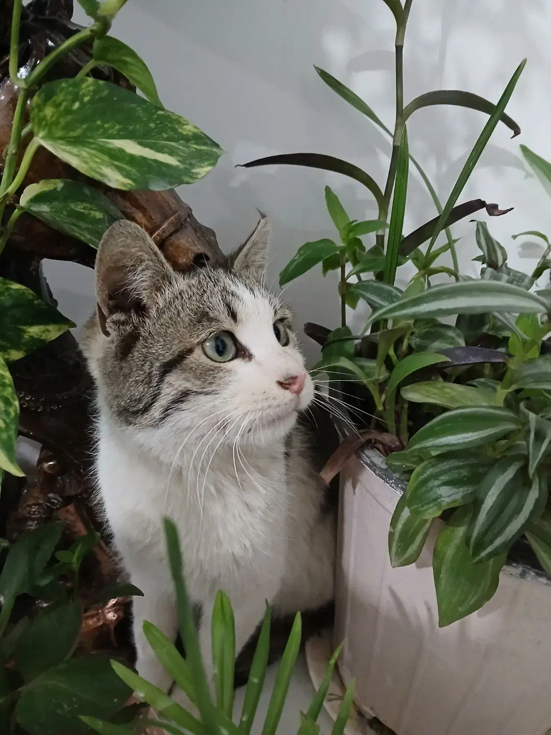 گربه گم شده|حیوانات|سبزوار, هویزه|دیوار