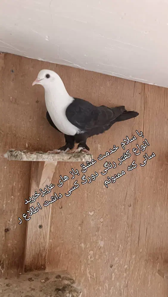 فروش چند عدد کفتر|پرنده|خرمشهر, |دیوار