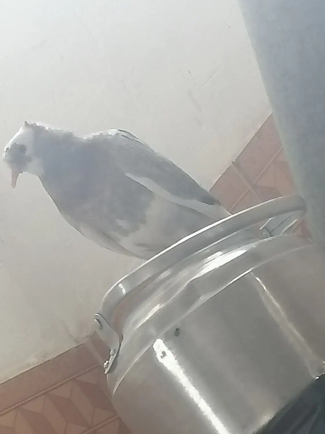 کفتر پرنده|حیوانات|قم, شاه ابراهیم|دیوار