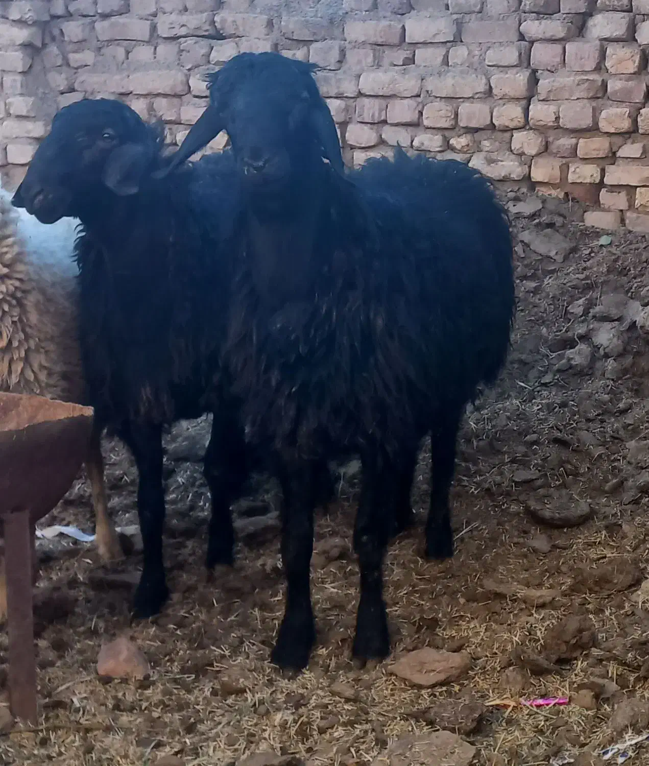 بره نر برا قوچ از پدر و مادر هترو|حیوانات مزرعه|گلپایگان, |دیوار