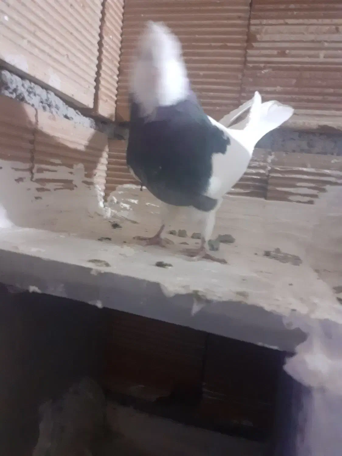 سرور کلفه جفت تخم هم گذاشته سیاه کلفه مثل خروس|پرنده|اردبیل, |دیوار