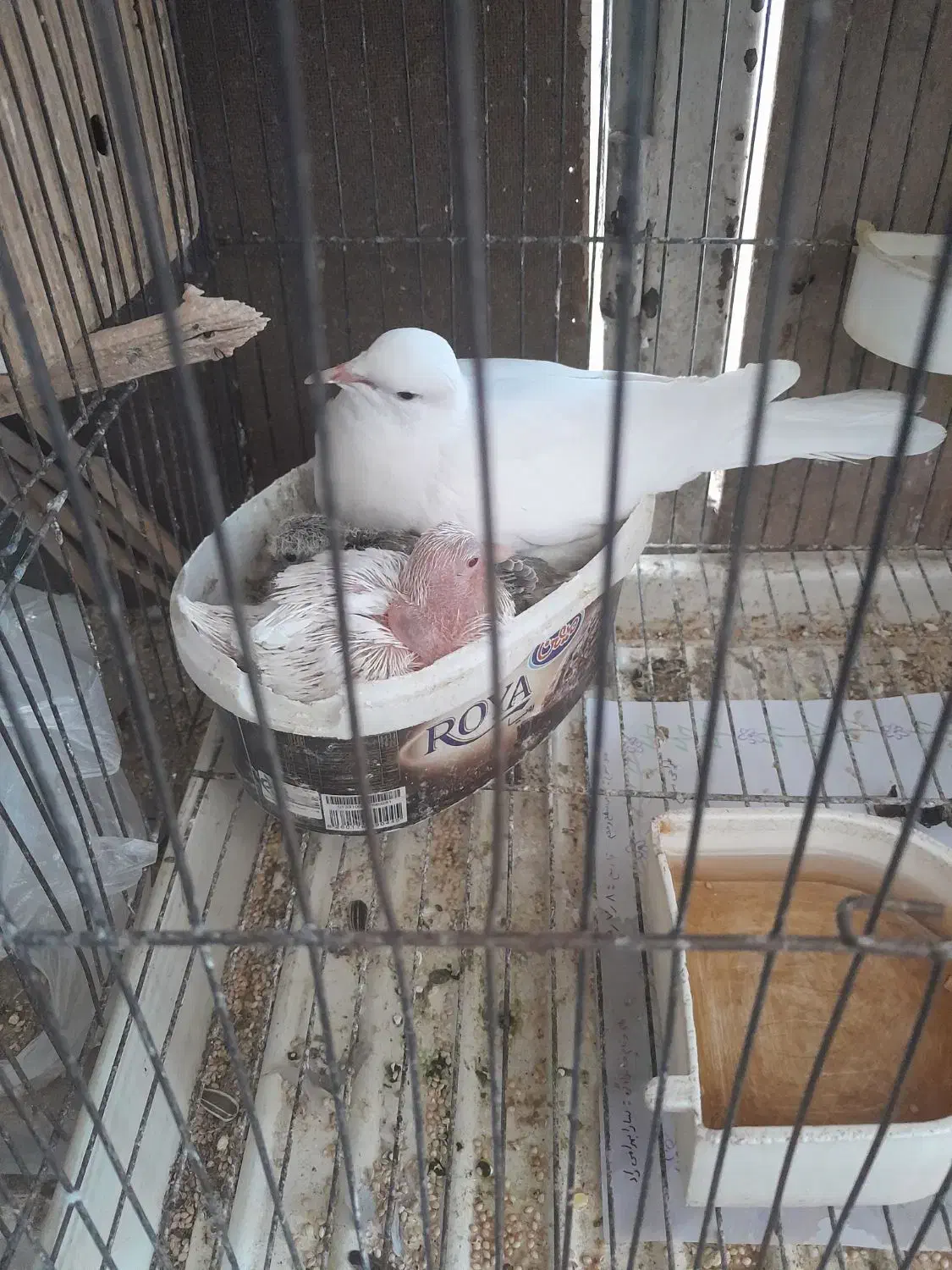 مرغ عشق عروس فنج کبوترنرگسی طوطی برزیلی با جوجه|پرنده|قم, آذر (نکویی)|دیوار