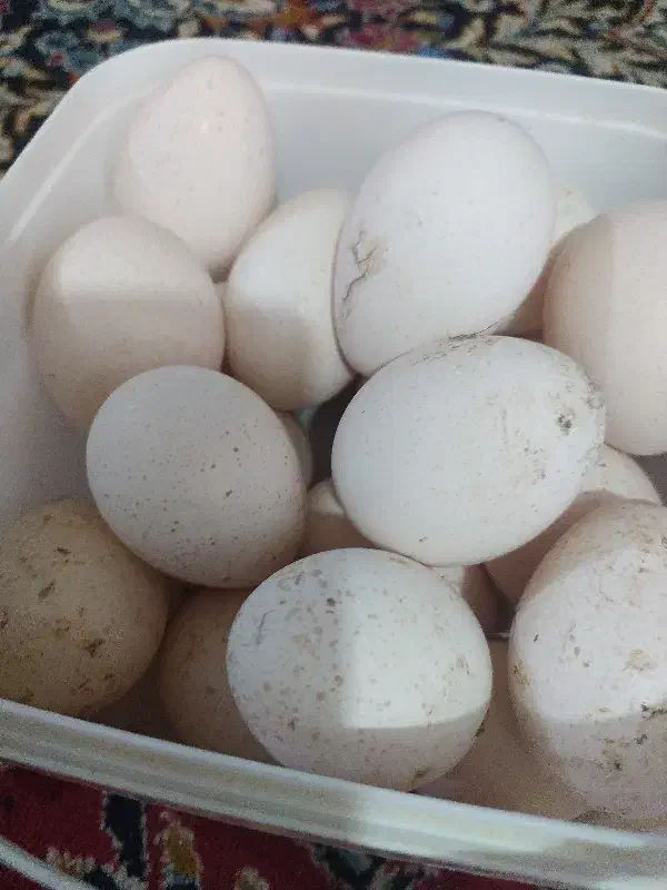 تخم بوقلمون محلی نطفه دار|حیوانات مزرعه|تیمور آباد, |دیوار