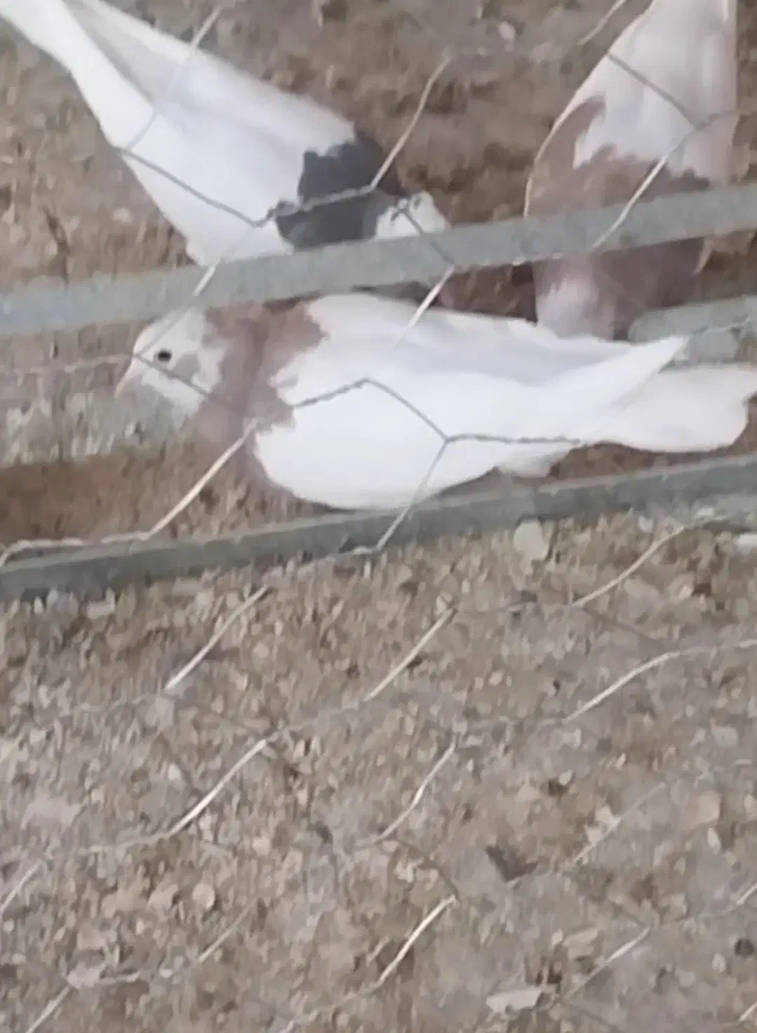 کفتر طوقی|حیوانات مزرعه|یزد, |دیوار