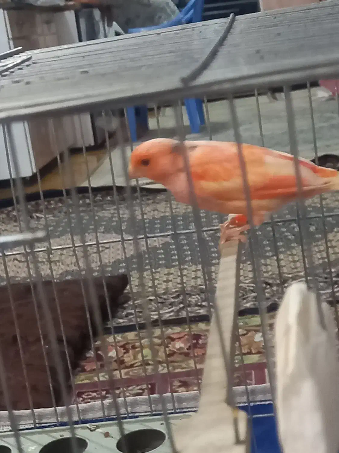 قناری ردفاکتور برفی اصل|پرنده|اردبیل, |دیوار