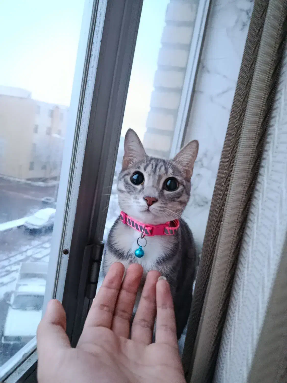 گربه خانگی یازده ماهه|گربه|اردبیل, |دیوار