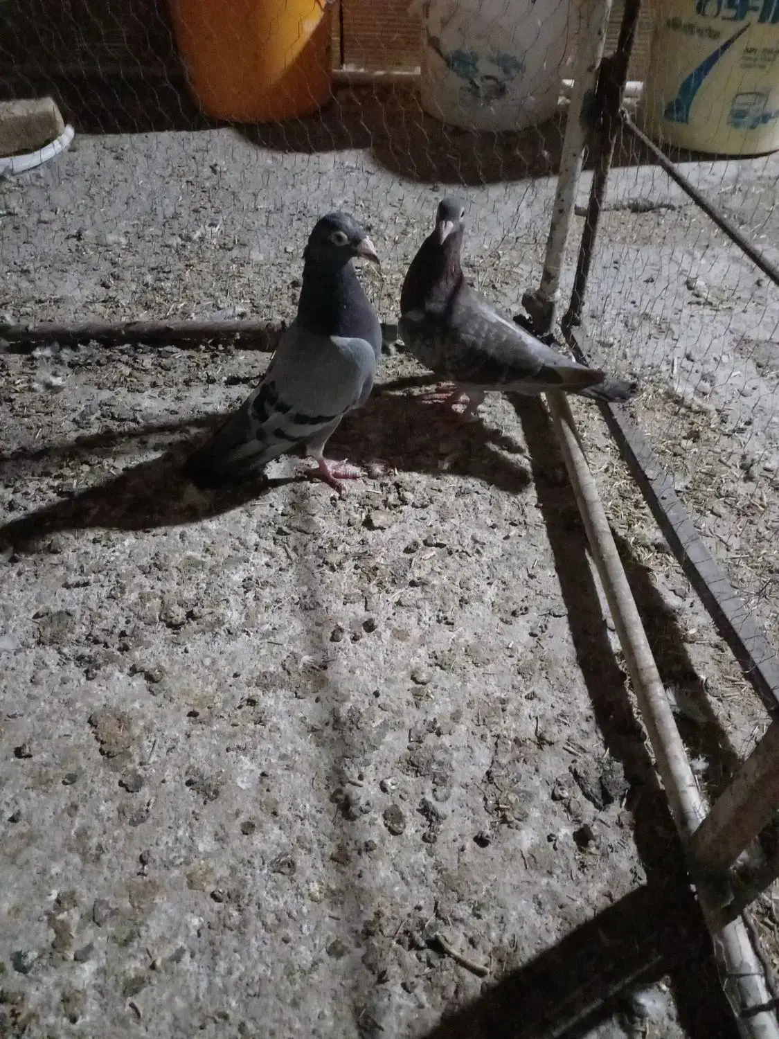 کبوتر فروش|پرنده|سبزوار, قصبه شرقی|دیوار