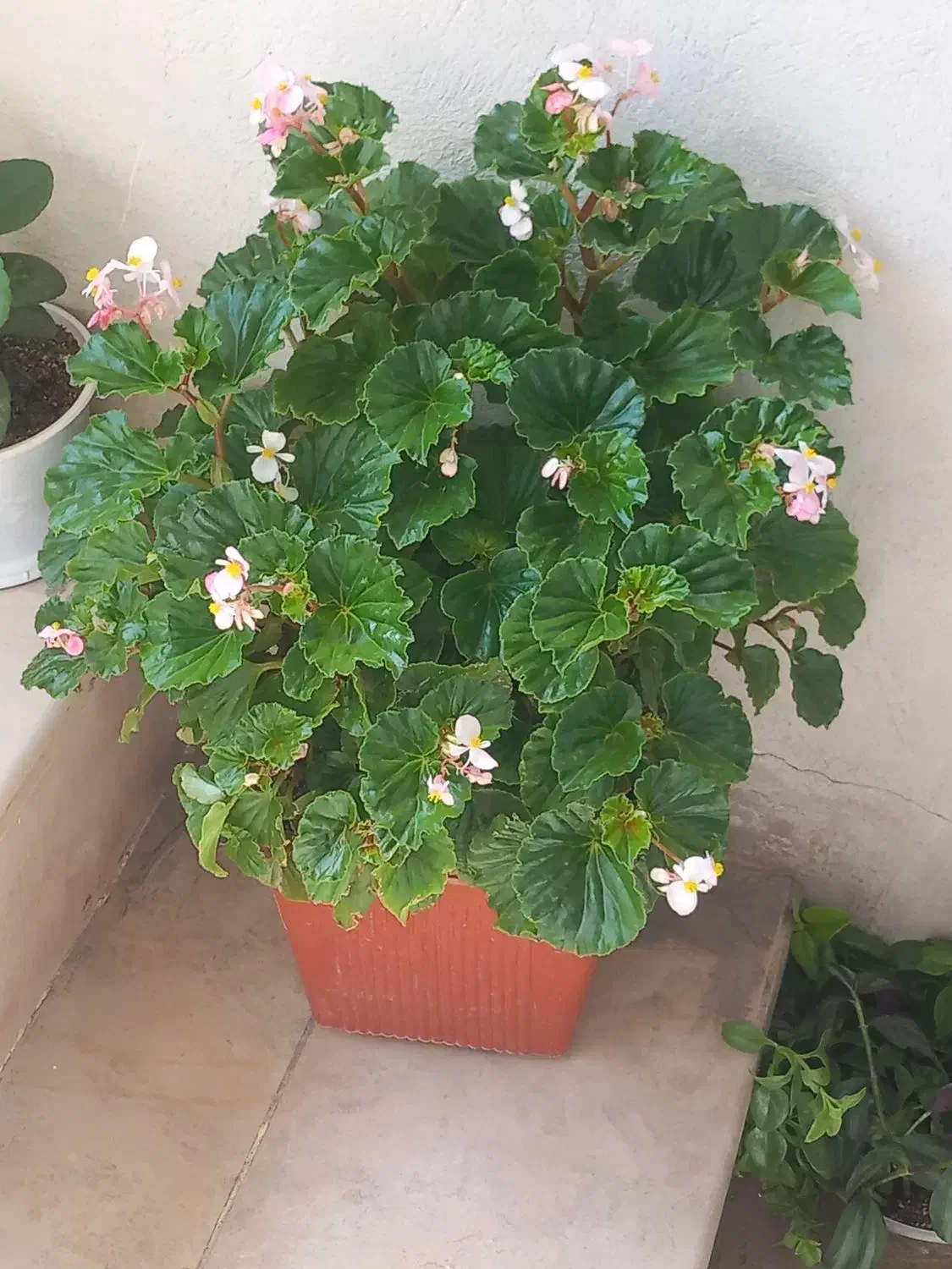 گل طبیعی|گل و گیاه طبیعی|بروجرد, |دیوار