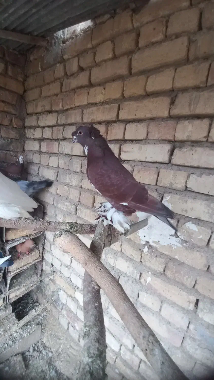 کبوتر راعبی|پرنده|اژیه, |دیوار