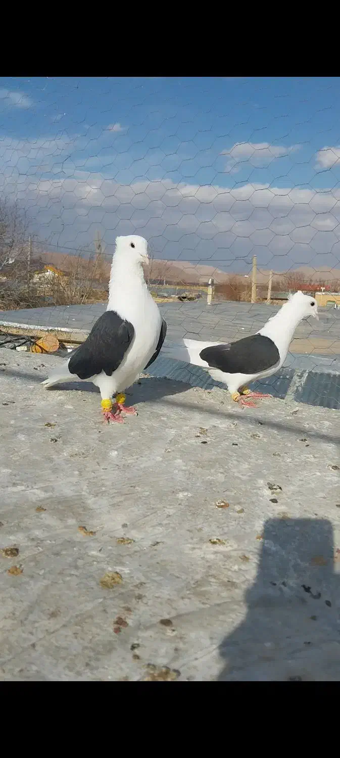 پرنده|پرنده|آبگرم, |دیوار