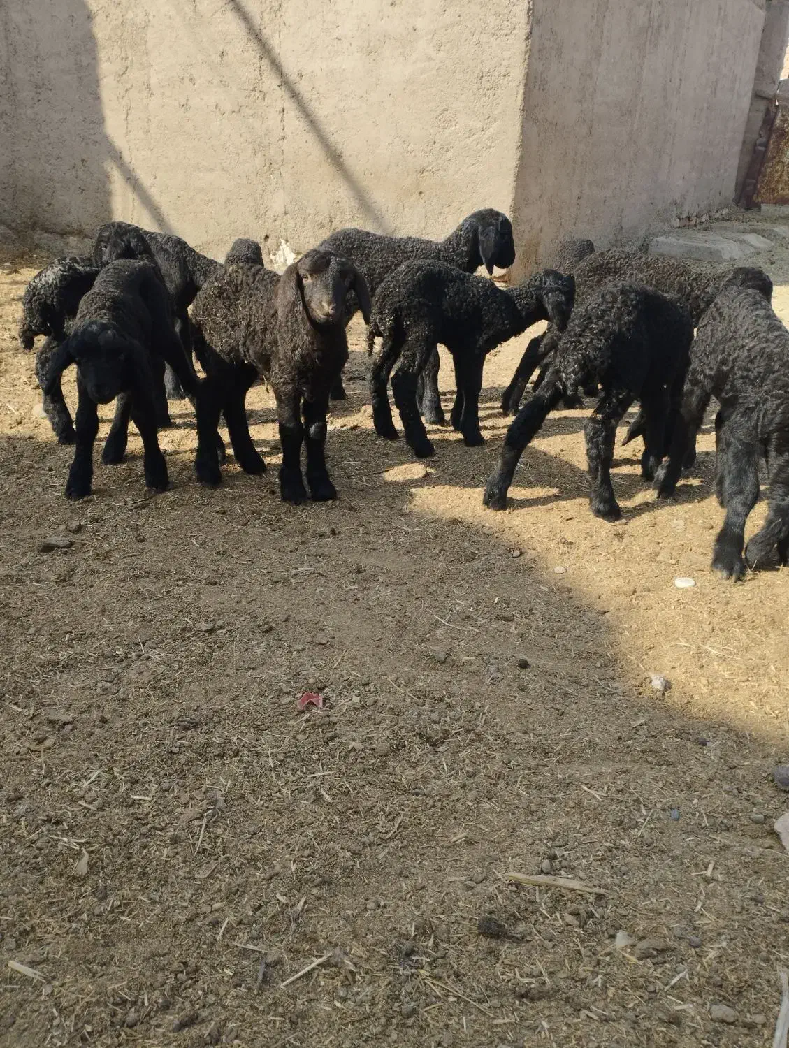 13رسبرهشیریموجوداست|حیوانات مزرعه|جوادآباد, |دیوار