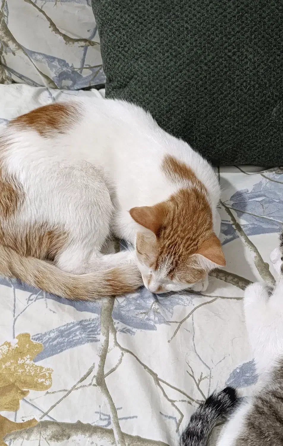 گمشده، مژدگانی 2 میلیون|حیوانات|ایرانشهر, |دیوار