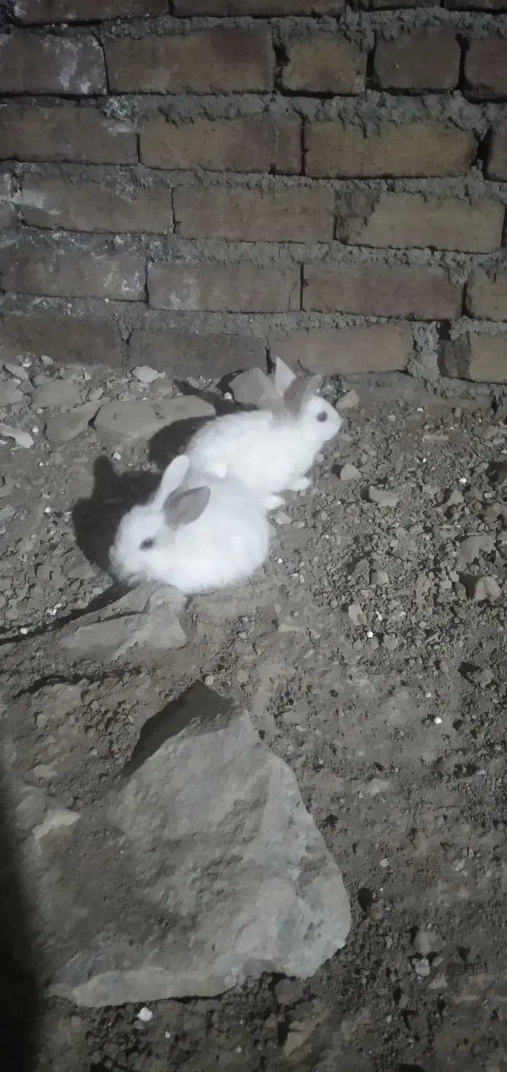 خرگوش.وهمستر|موش و خرگوش|سنندج, |دیوار