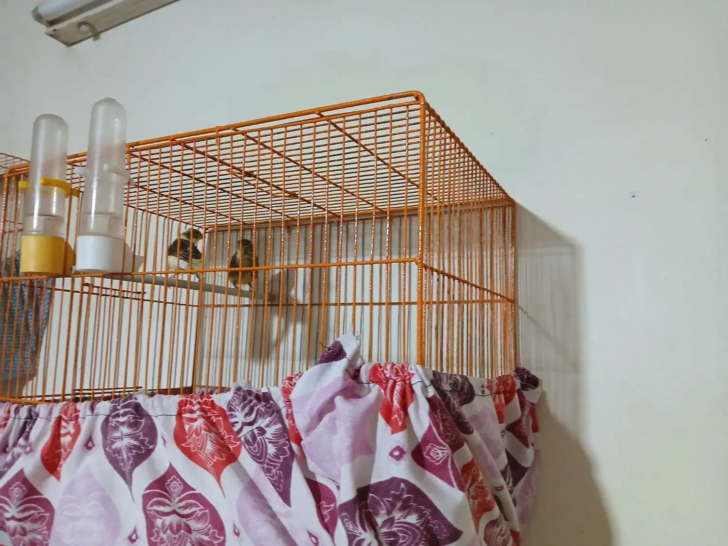 قناری جوجه ۹ماه|پرنده|سمنان, |دیوار