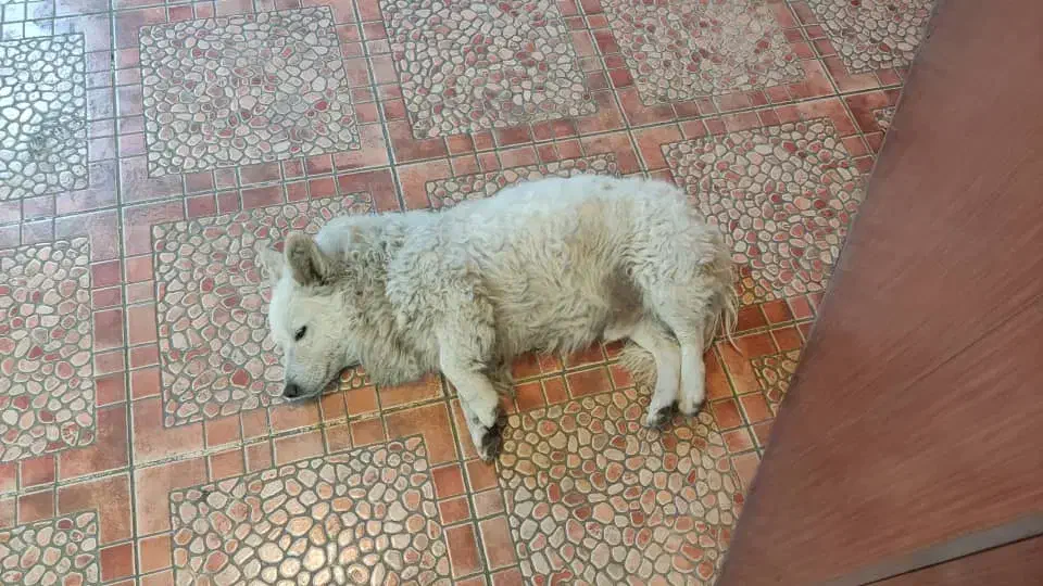 سگ گم شده پیدا بشه مژدگانی خوب میدم|حیوانات|ری, شهید بهشتی|دیوار