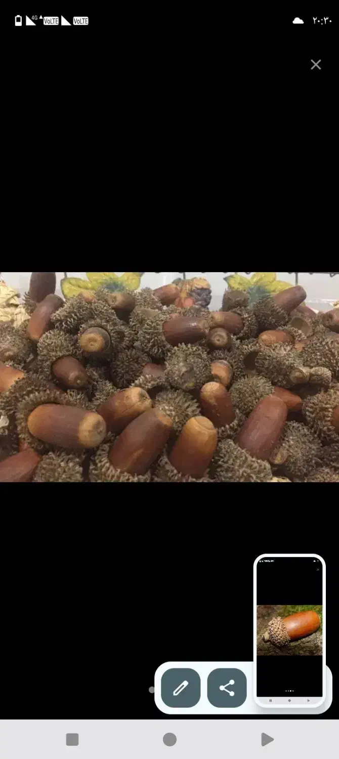 بلوط کوهی درجه یک|خوردنی و آشامیدنی|کرج, شهرک سهرابیه|دیوار