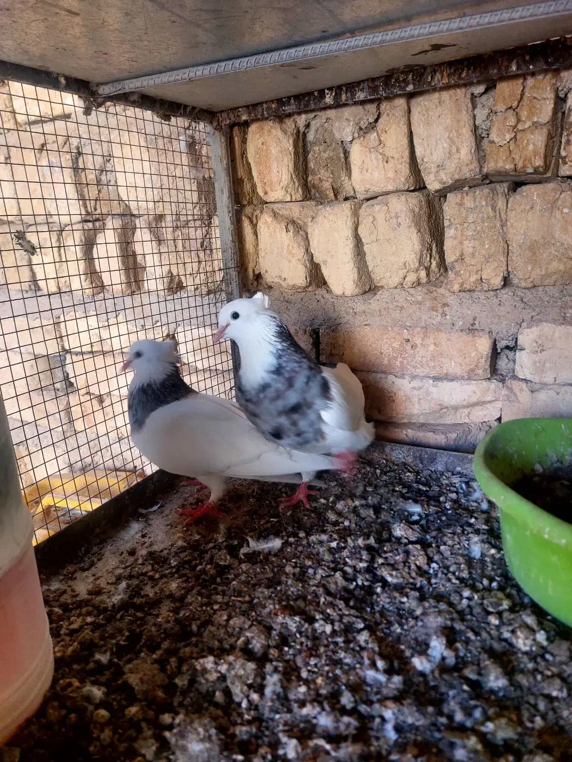 کبوتر|پرنده|گراش, |دیوار