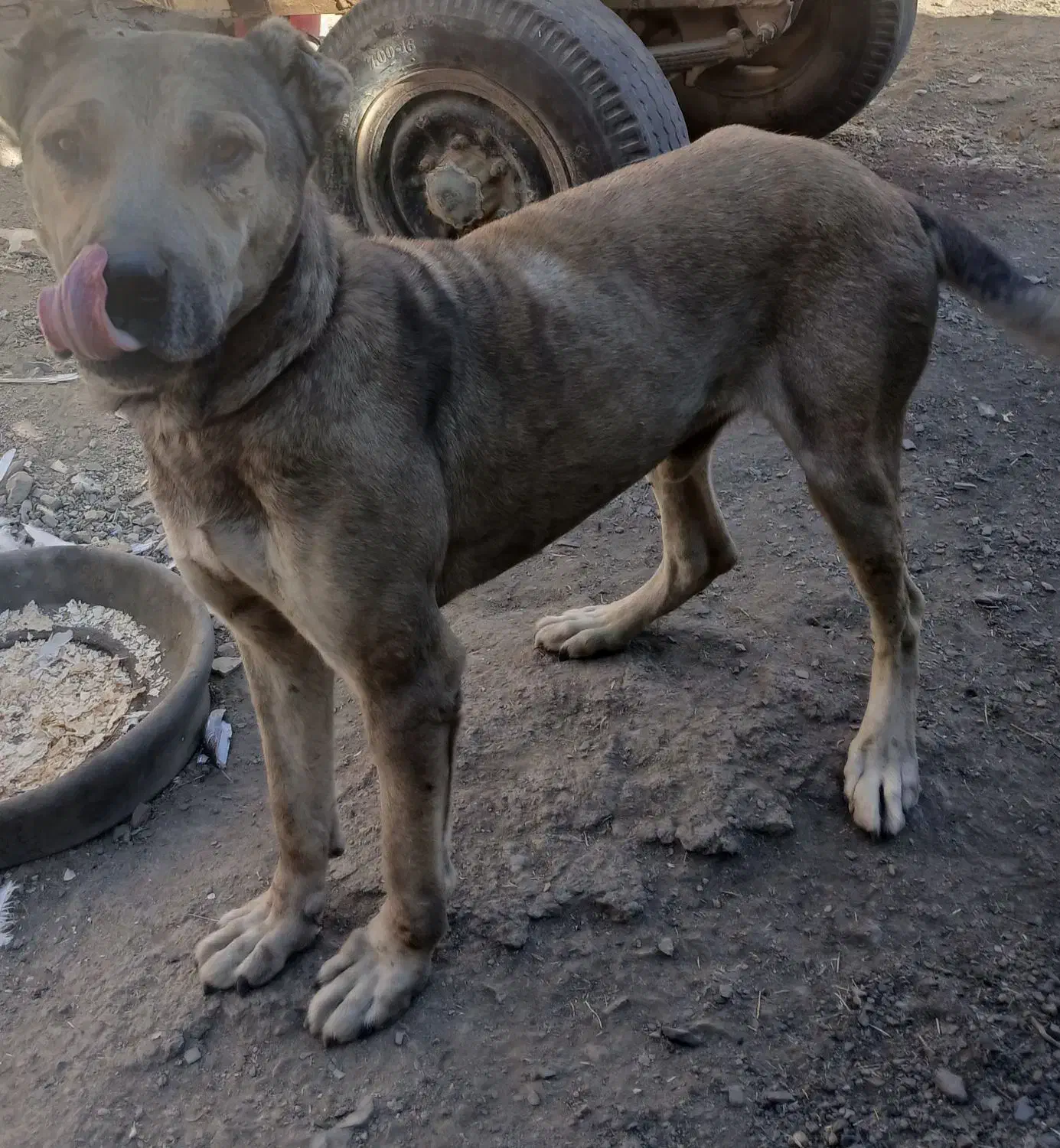 سگ سرابی|سگ|صالح آباد, |دیوار