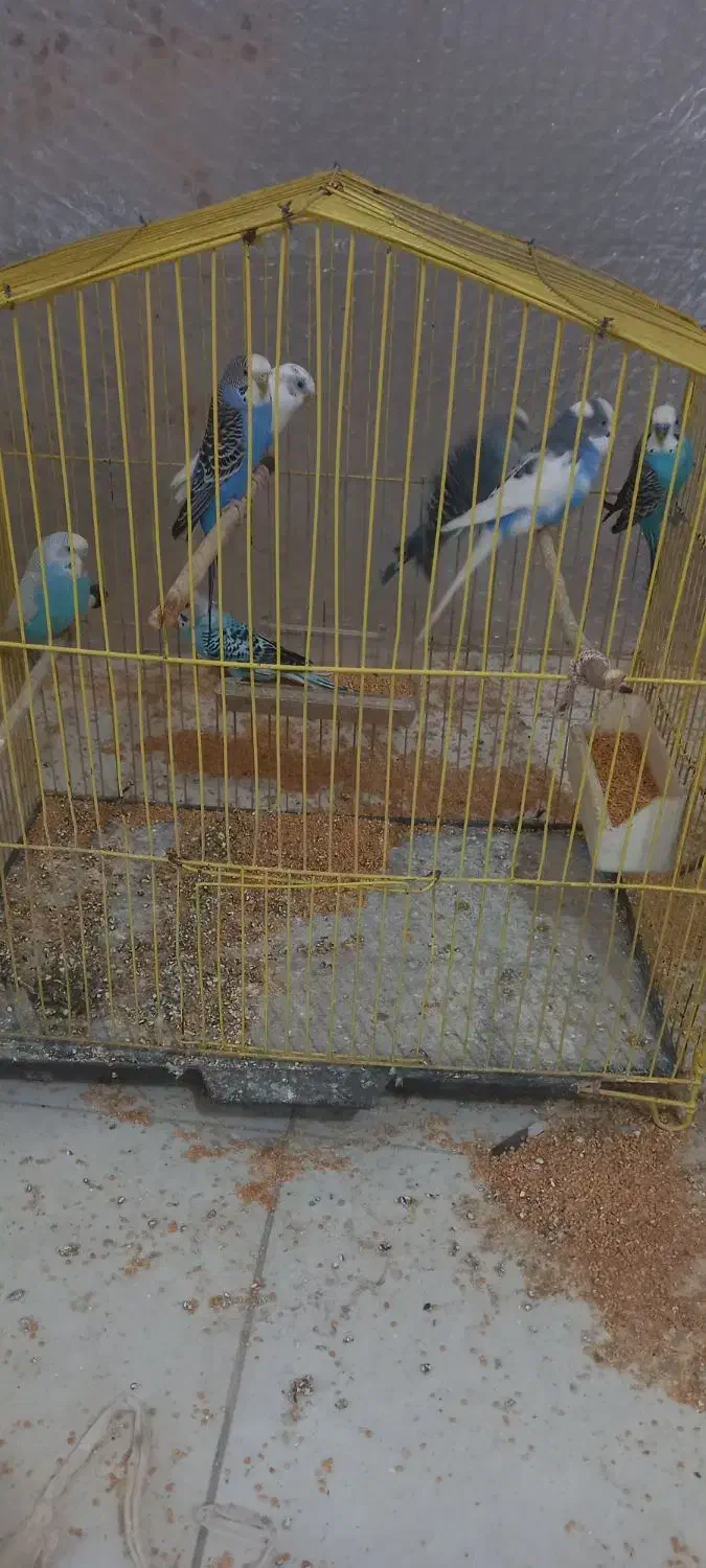 ۷ عدد مرغ عشق|پرنده|جلفا, |دیوار