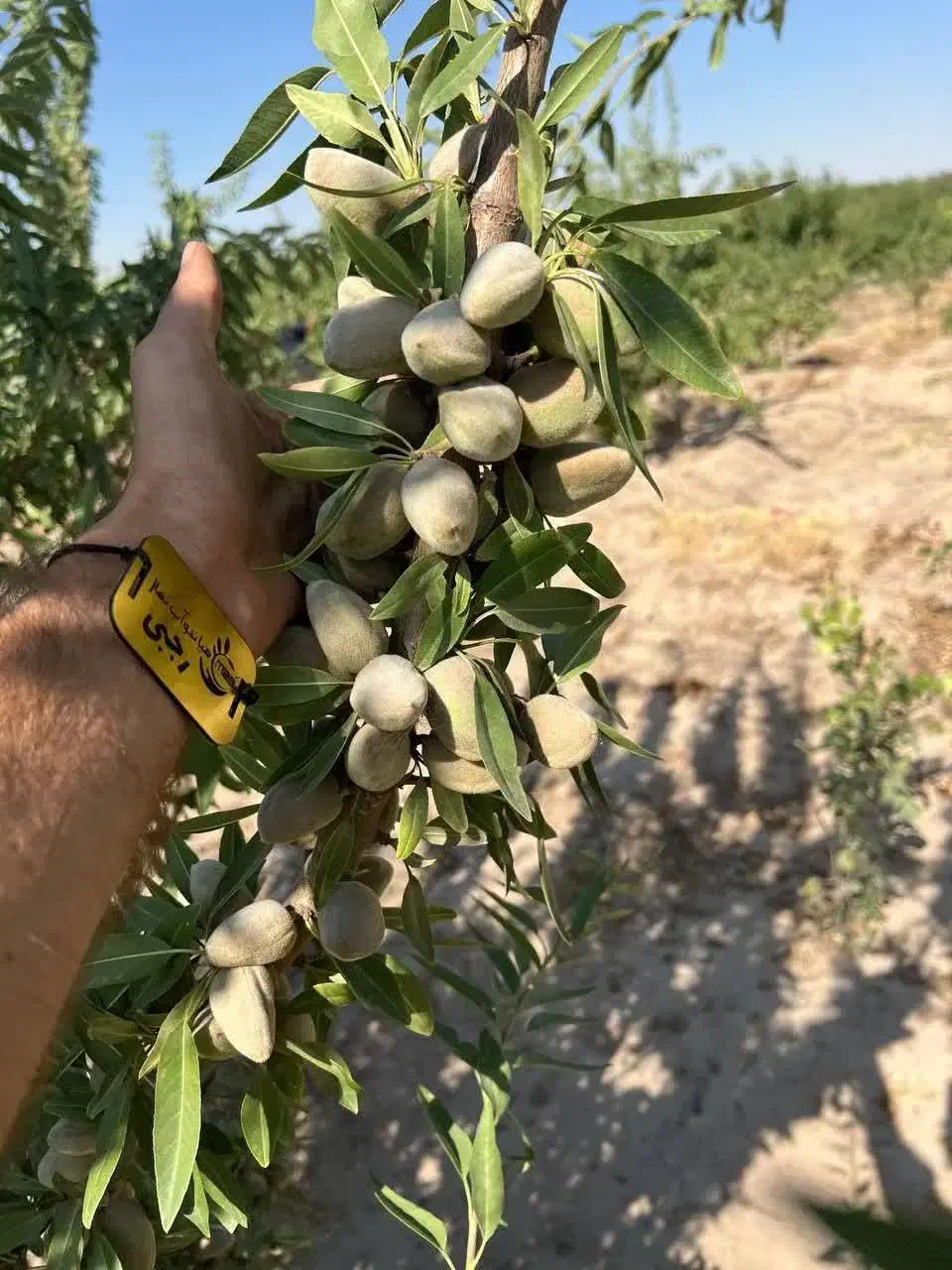 فروش نهال بادام شاهرودی یکساله(۵۰ تومان)|خدمات باغبانی و درختکاری|میبد, |دیوار