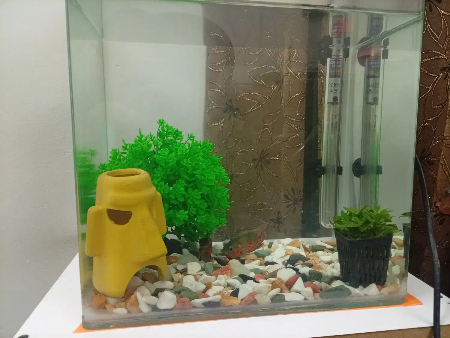 آکواریوم شیشه خم با اسکار|ماهی|قزوین, |دیوار