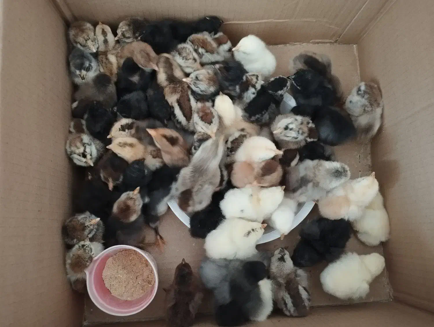 جوجه محلی اصل|حیوانات مزرعه|کازرون, |دیوار