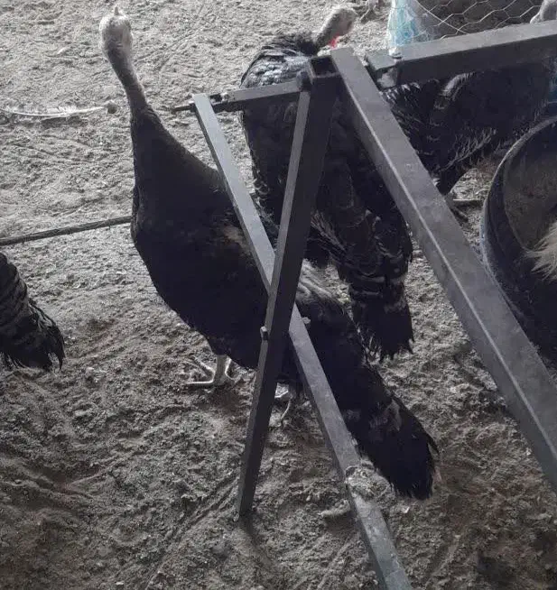 ماده بوقلمون|حیوانات مزرعه|یزد, |دیوار