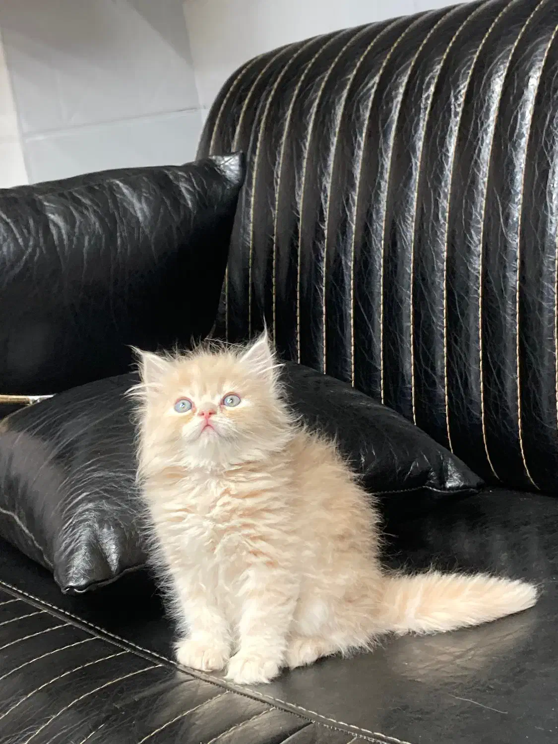 توله گربه پرشین و بیریتیش|گربه|اصفهان, نقش جهان|دیوار