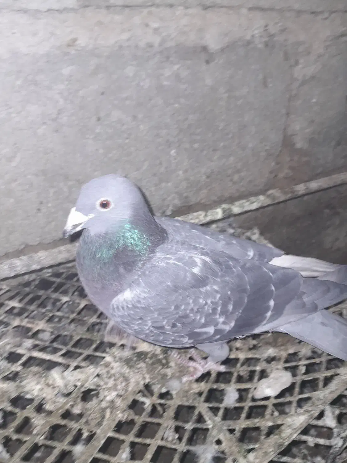 کبوتر فروشی|پرنده|سراوان, |دیوار