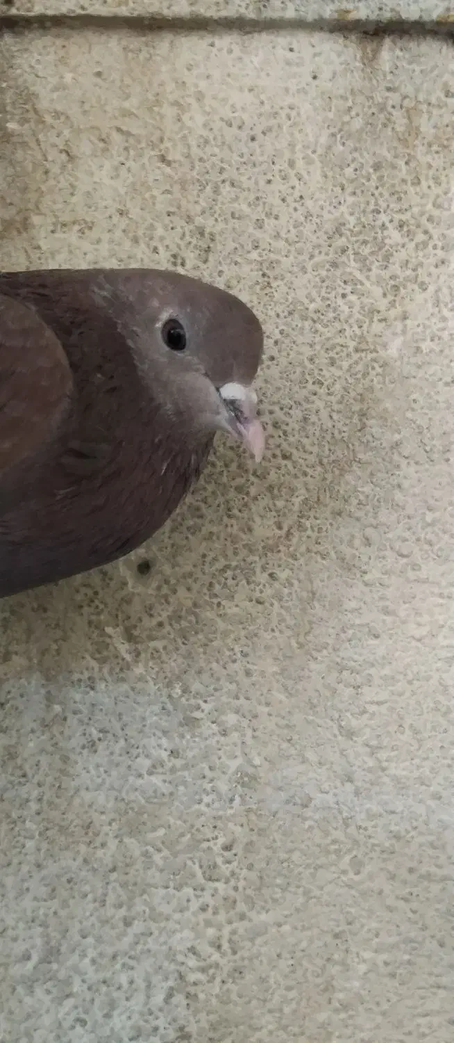 کفتر|پرنده|فولادشهر, A3|دیوار