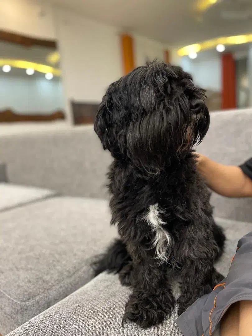 سگ شیتزو تریر|سگ|تهران, باغ فیض|دیوار