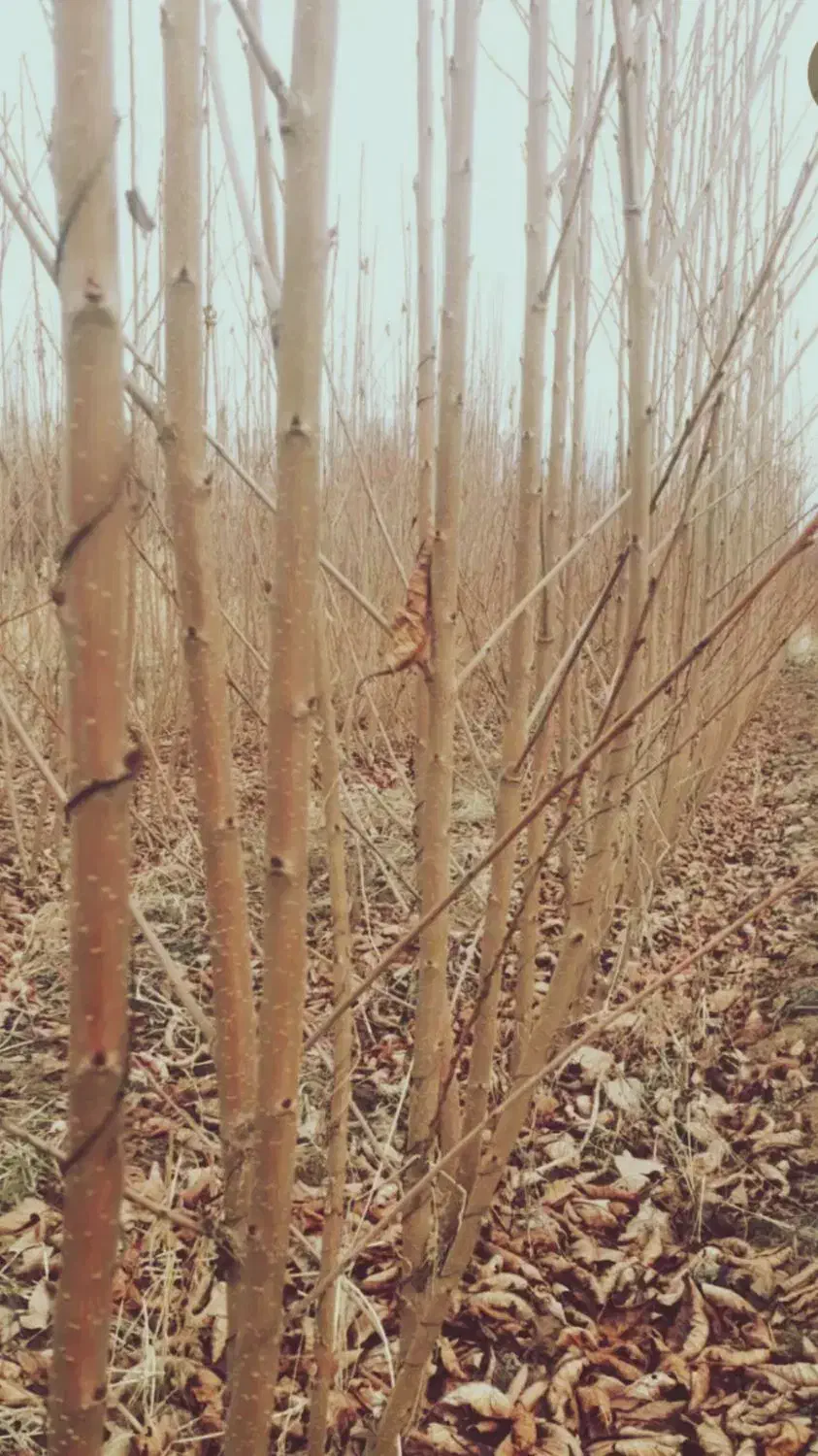 فروش انواع نهال اصلاح شده ضمانتی ارتفاع۳متری|خدمات باغبانی و درختکاری|سنندج, |دیوار