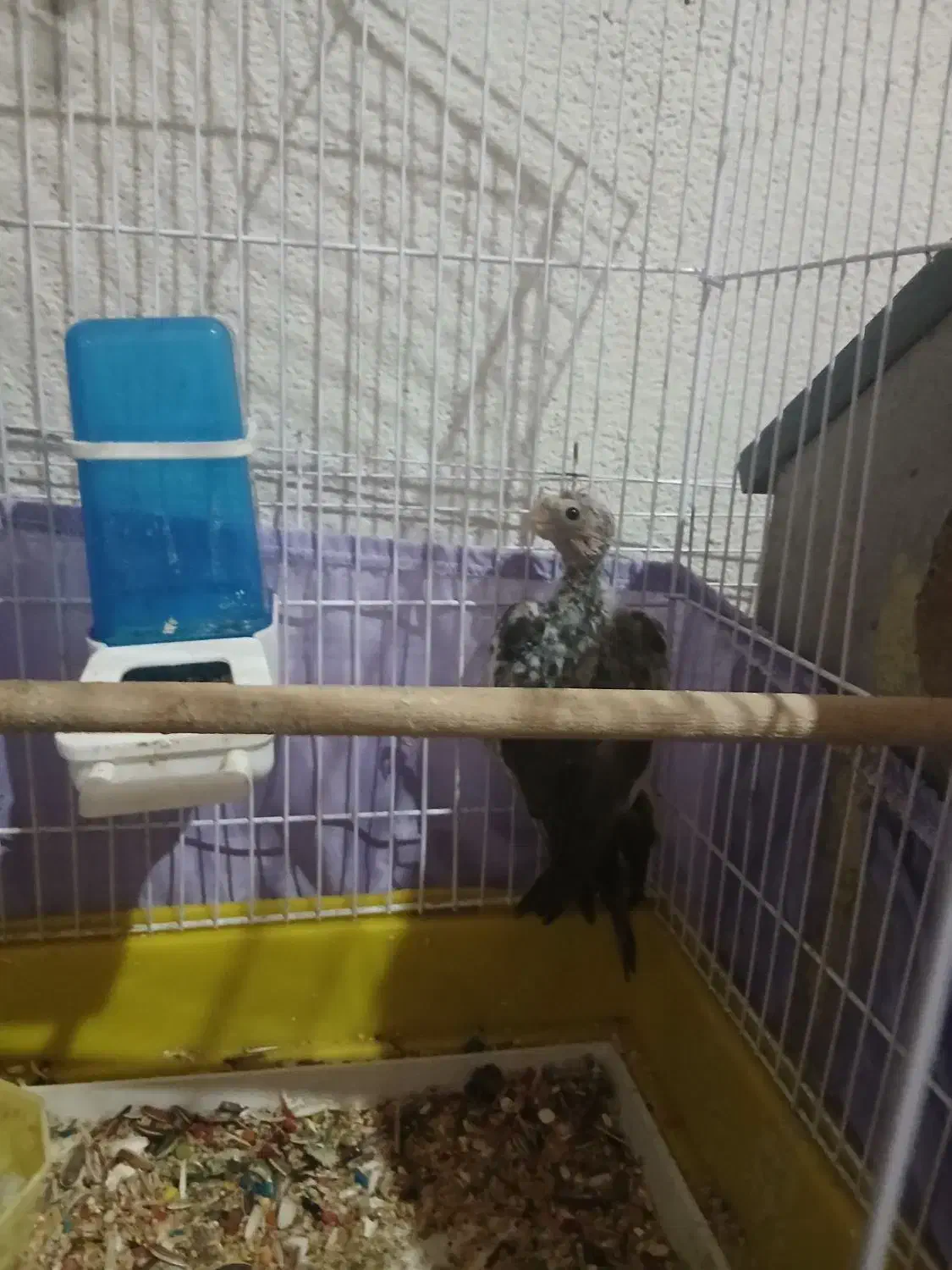 3 عدد عروس هلندی با قفس|پرنده|فردیس, شهرک وحدت|دیوار